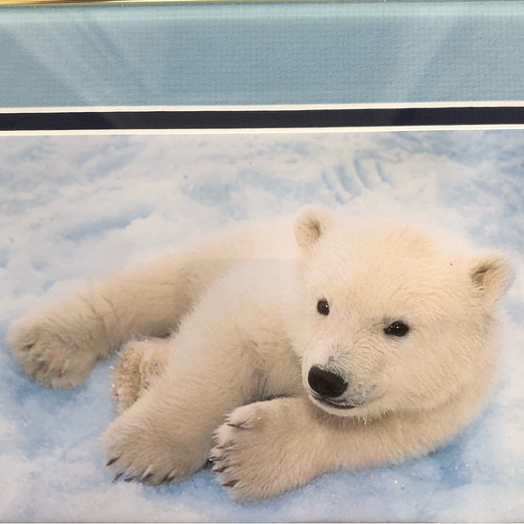 Framed Photograph of Baby Polar Bear Cub Laying in the Snow 10 1/4” x 8 1/2” - Picture 2 of 3